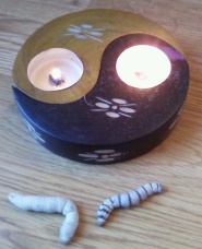 BlogSOStenible cumple 2 años, con dos velas, el ying y el yang, y dos gusanos de seda (Bombyx mori) 