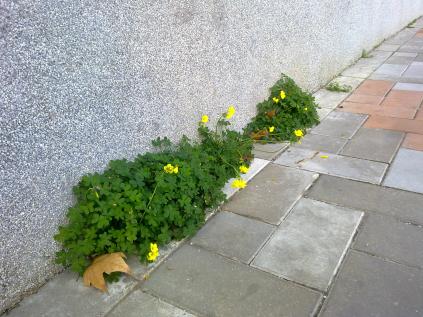 1. Planta creciendo en la minúscula rendija entre la pared y el suelo: Oxalis pes-caprae (vinagreta, trébol).